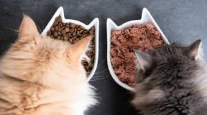 Wet Cat Food Recipes​