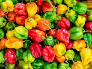 pepper